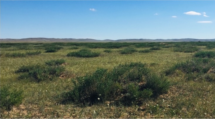 Shrub encroachment may reduce soil inorganic carbon storage: research