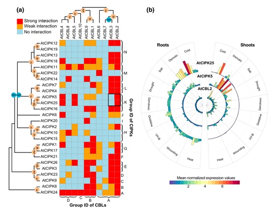 Scientists revealed the evolutionary strategies that drive a balance of the interacting gene products for the CBL and CIPK gene families