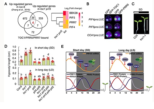 Day length Determines Plant growth? Yes, Clock Mediated