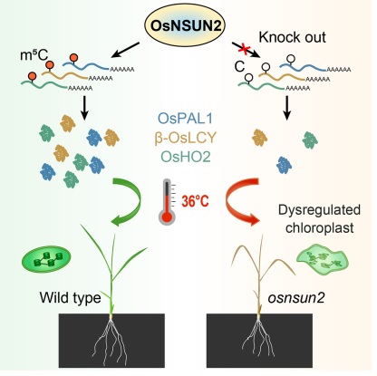 mRNA modification protects rice against sunburn