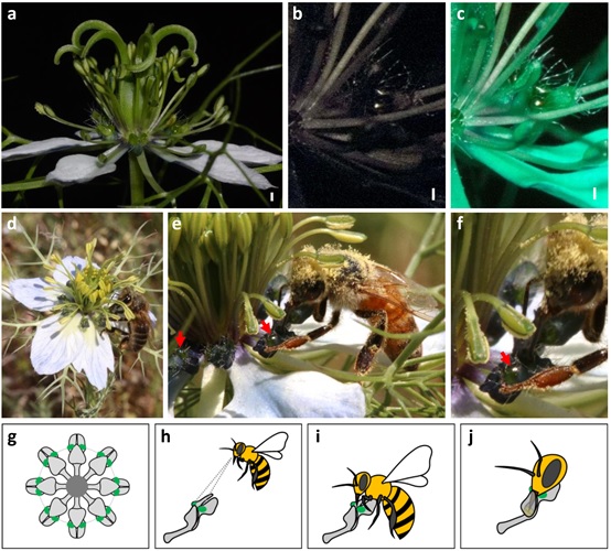 Pseudonectaries: more than cheating