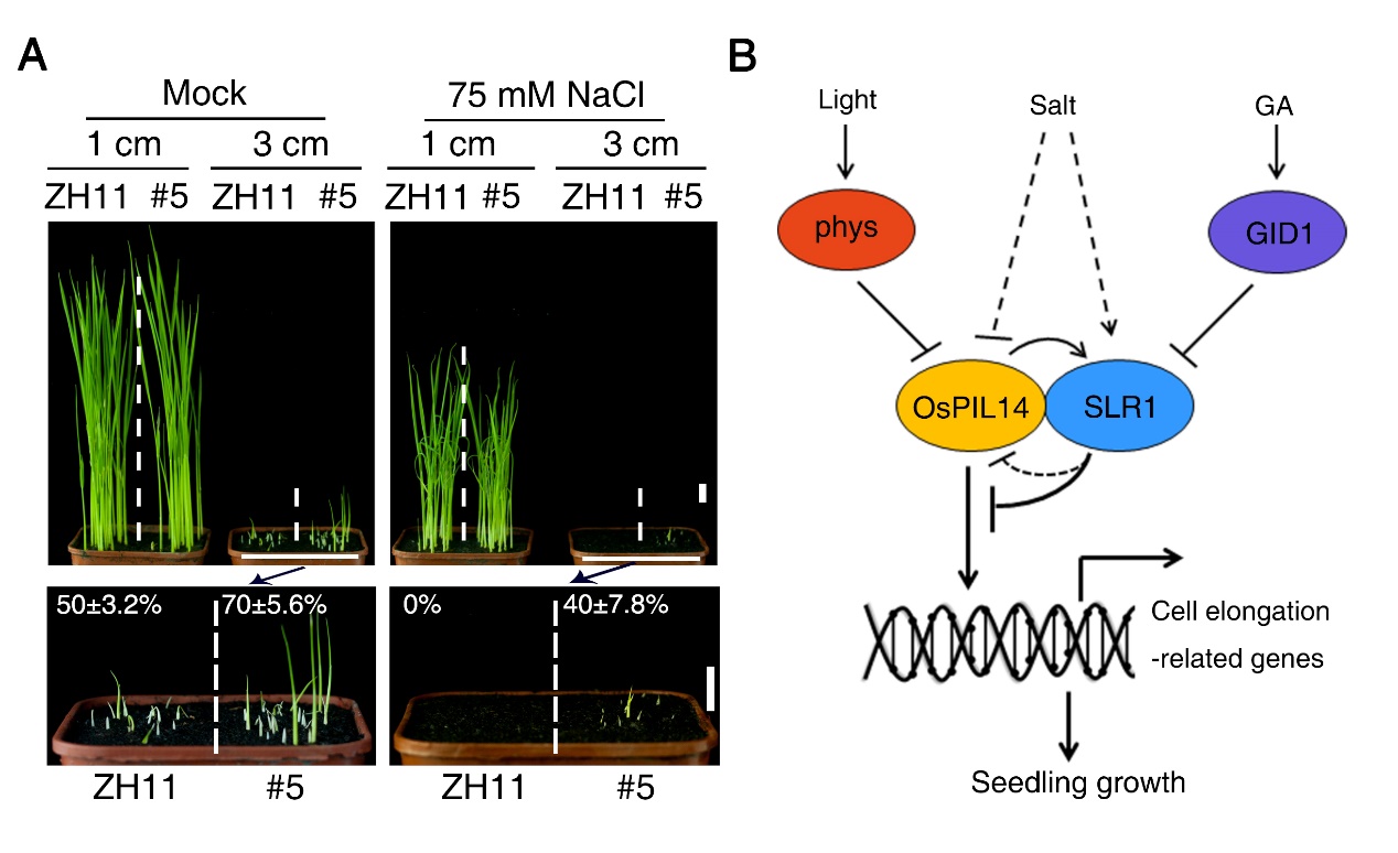 Light Signaling-Mediated Plant Growth is Repressed by Salinity in Rice