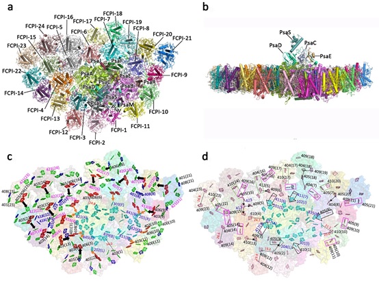 Structure of photosystem I-fucoxanthin-chlorophyll a/c protein supercomplex from a diatom reveals its highly sophisticated energy transfer network
