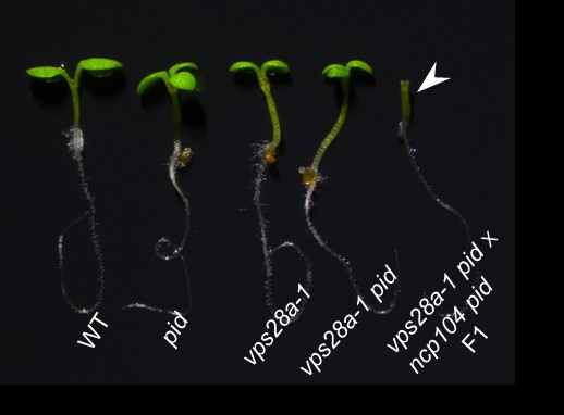 Scientists find essential roles of VPS28 in auxin-mediated plant development
