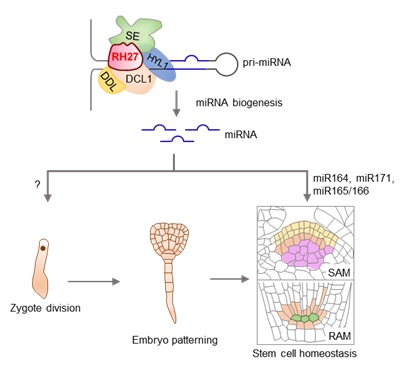 Scientists reveal a role of RNA helicase in zygote activation and stem cell homeostasis in plants