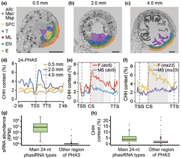 Reproductive 24-nt phasiRNAs trigger increased CHH methylation in maize meiotic anthers