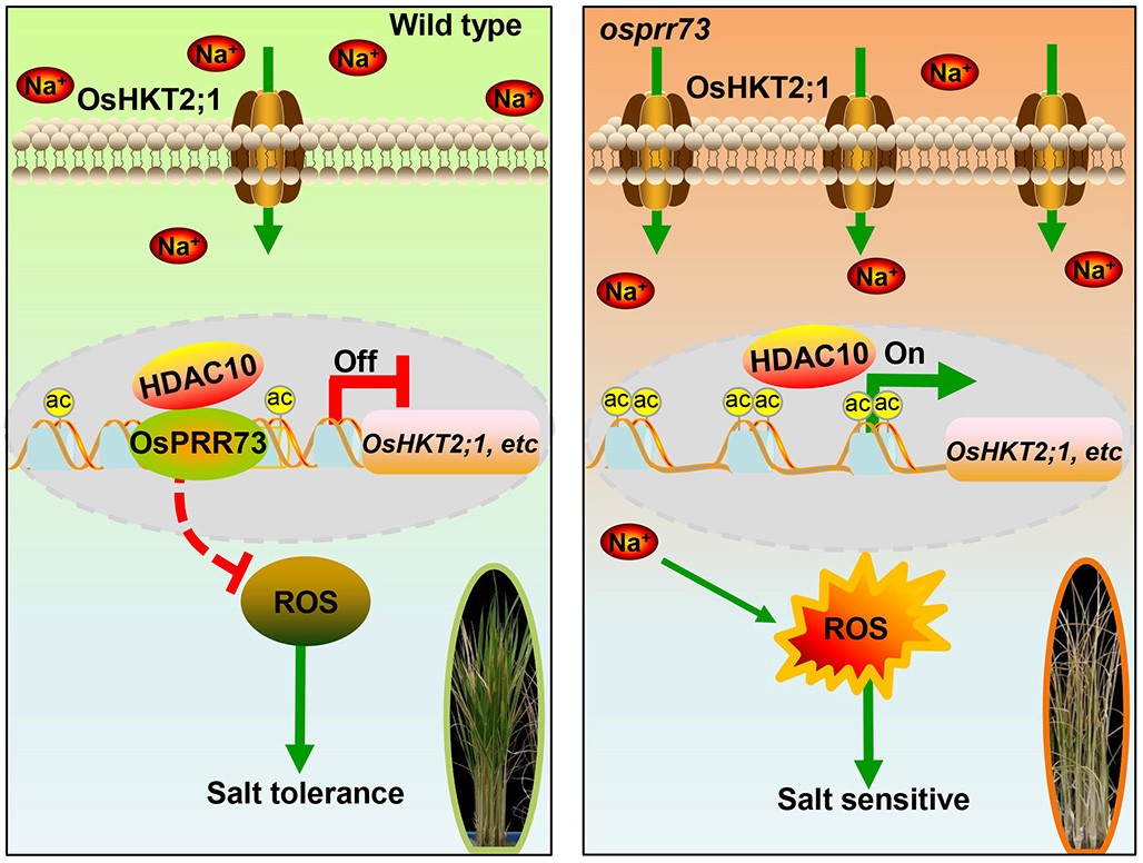 Researchers established a molecular link between rice clock components and salt tolerance
