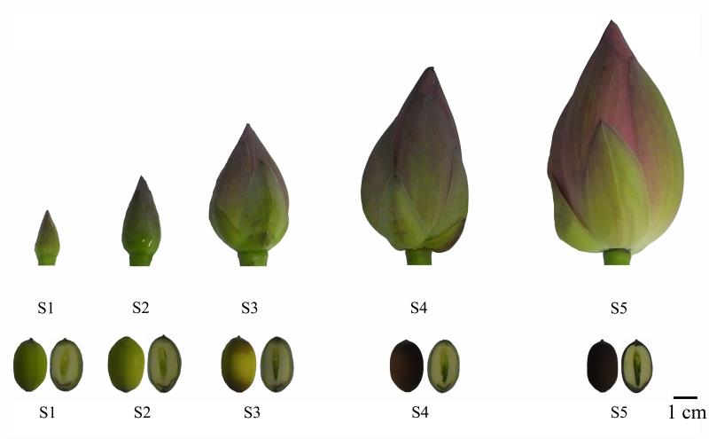 New Light Shed on the molecular mechanism of flavone di-C-glycosides biosynthesis in sacred lotus