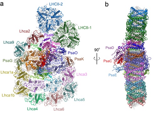 Scientists reveal the structure of photosystem I-LHCI-LHCII from the green alga Chlamydomonas reinhardtii in State 2