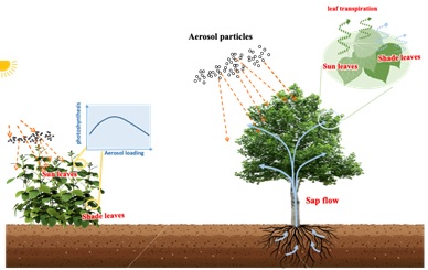 Aerosol loading alters terrestrial carbon and water cycles