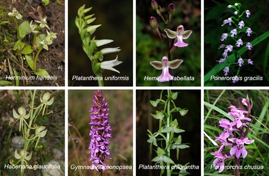 Scientists reveal the diversification of orchids in Qinghai-Tibet Plateau