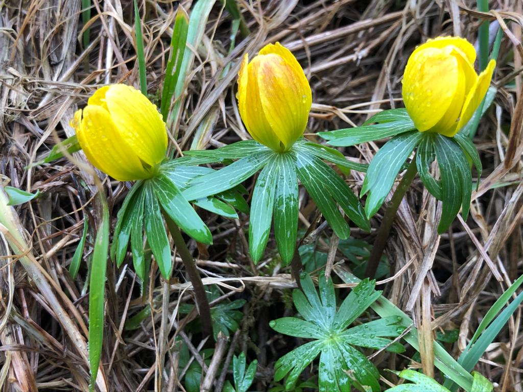 Researchers Unveil the Geological History of the Three Great Asian Plateaus