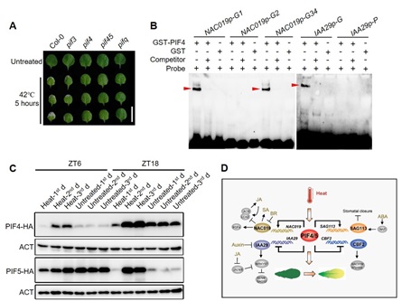 Researchers reveal the molecular mechanism of PIF proteins in mediating heat stress-induced leaf senescence
