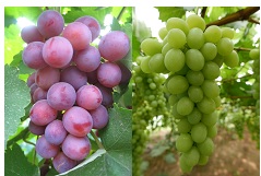 Two Early-ripening Table Grape Cultivars Approved by the National Committee