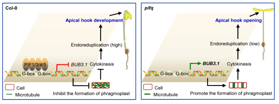 Researchers Reveal How PIF Proteins Regulate Cytokinesis
