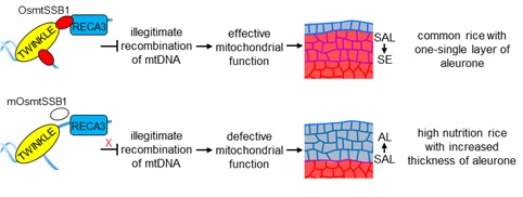 Black Rice with Improved Nutrition: Mutations in a Mitochondrial Single Stranded DNA-binding Protein OsSSB1 Led to Increased Aleurone Thickness and Improved Nutrition Profile in rice