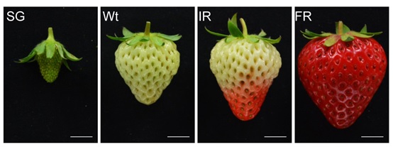 Scientists reveal the regulation mechanism of strawberry fruit ripening by RNA methylation