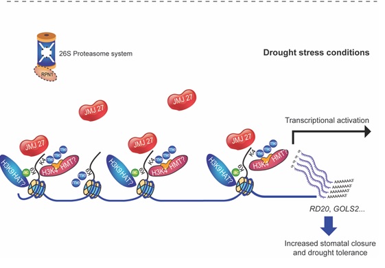 Researchers Reveal the Role of Histone H3K9 Methylation in Drought-Stress Responses in Arabidopsis