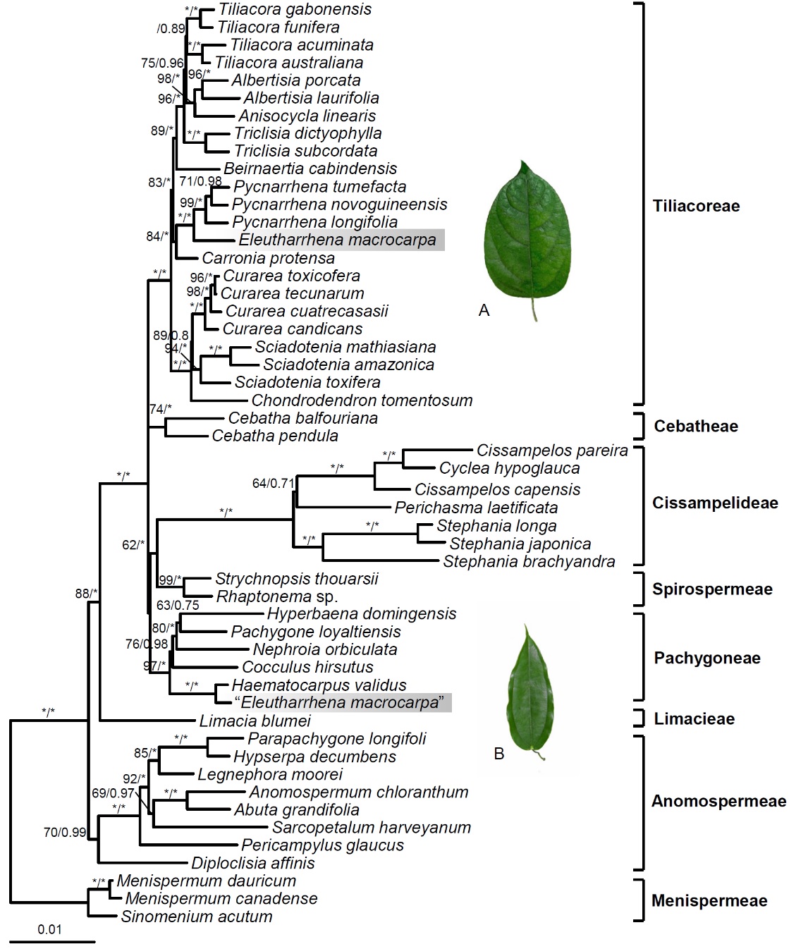 New advance on the identification and conservation of a critically endangered liana species, Eleutharrhena macrocarpa