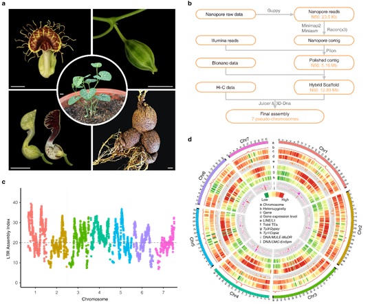 Reference Genome of Aristolochia fimbriata Provides New Insights into Flowering Plant Evolution