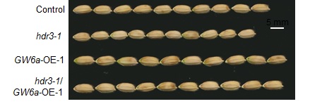 Ubiquitylation delays protein degradation? Chinese scientists find new mechanism underlying grain size control in rice