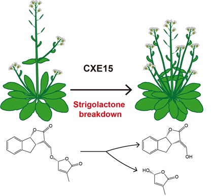 Researchers Reveal Catabolic Regulation of Plant Hormone Strigolactones