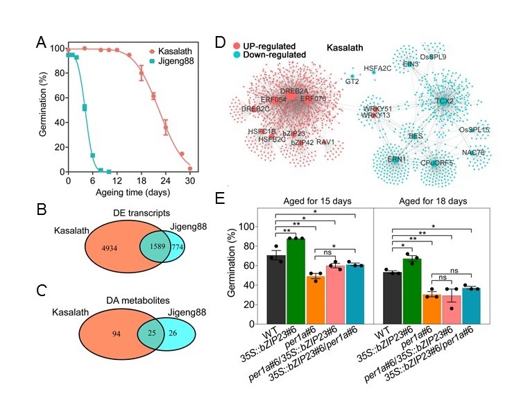 New Study Sheds Light on Seed Vigor Control in Rice