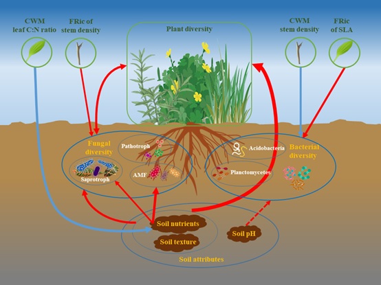 The researchers unveil the linkages between plant diversity and soil microbial diversity of different taxa in the grasslands