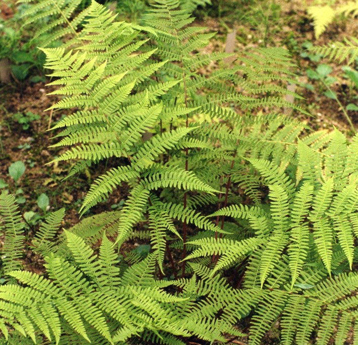 Researchers reveal the genetic structure of ferns shaped by ecological adaptation against strong dispersal capacity