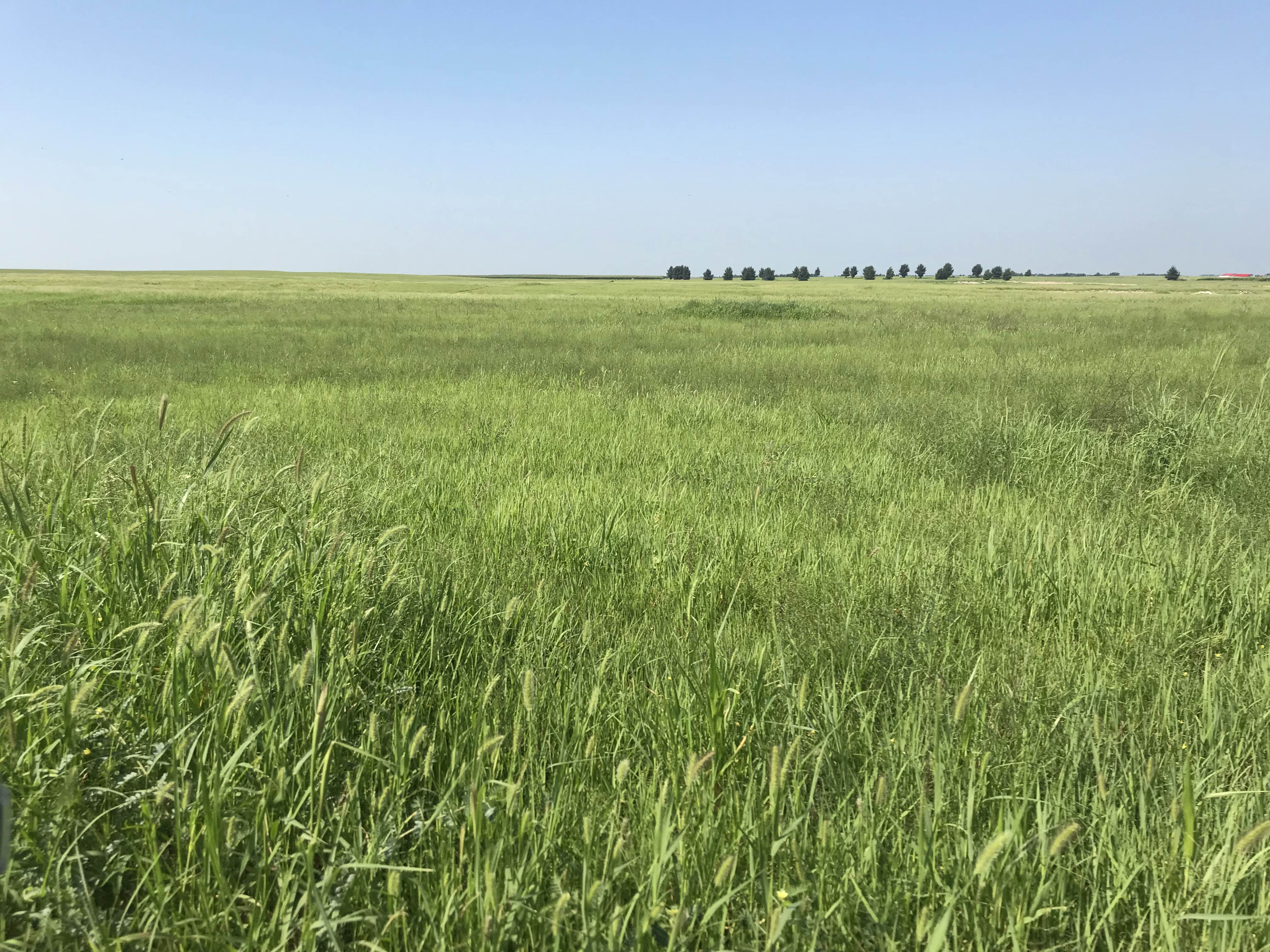 Plant, soil fungal diversity positively correlated: study