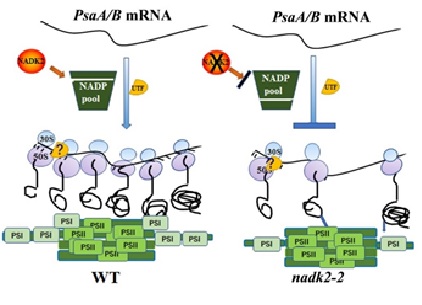 Scientists reveal a novel mechanism of Photosystem I biosynthesis in chloroplasts