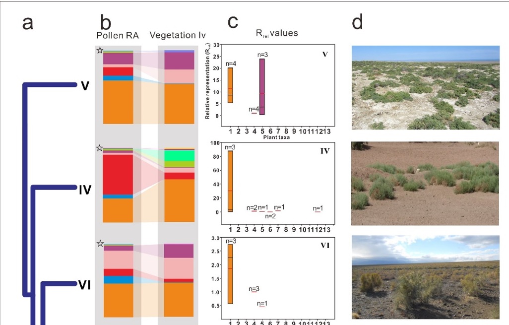 Researchers cast a new light on quantitative palaeo-vegetation reconstruction