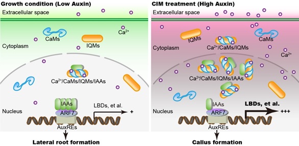 Researchers Define the Regulatory Role of Calcium Signaling in Plant Regeneration Capability