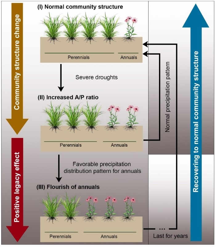Researchers Find Positive Legacy Effects After Grassland Droughts