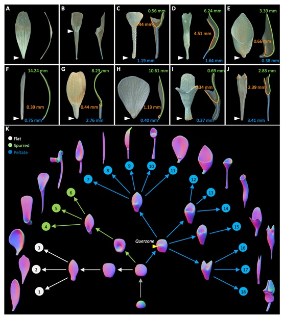 Scientists proposed a generalized modeling system for plant lateral organ development and evolution