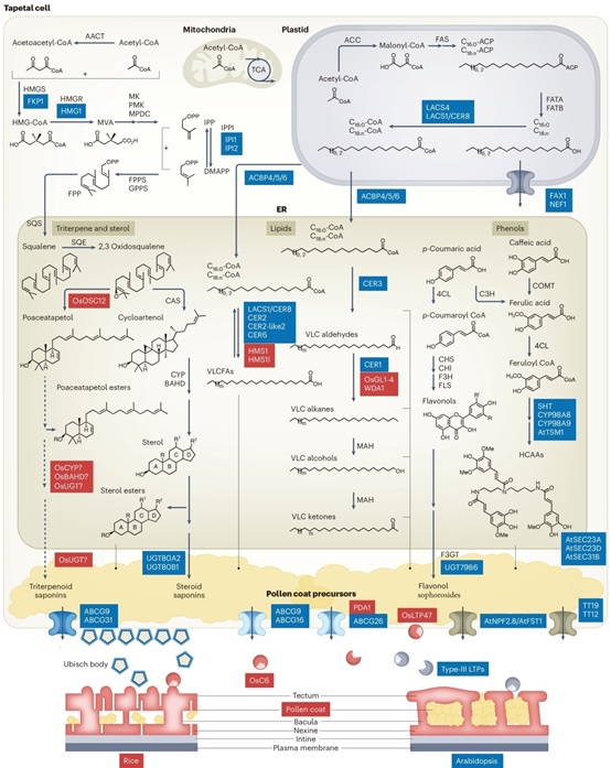Scientists review on biosynthesis and transport of pollen coat precursors in angiosperms