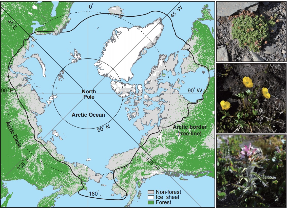 Scientists Unravel Evolutionary History of the Arctic Flora