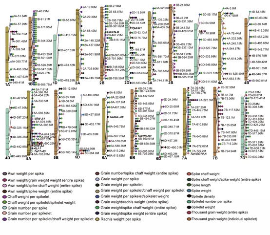 A high-resolution genotype–phenotype map identifies the TaSPL17 controlling grain number and size in wheat