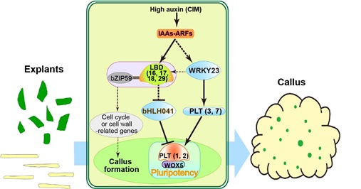 Researchers Discover the Transcriptional Mechanism Underlying Establishment of Callus Pluripotency during in intro Plant Regeneration