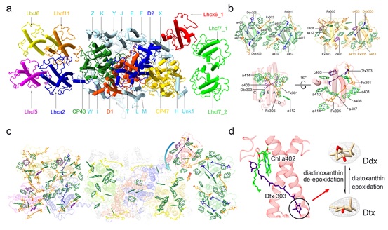 Structure of a Photosystem Supercomplex from a Diatom Reveals Its Energy Transfer and Possible Photoprotective Pathways