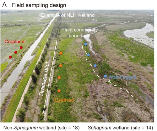 Drainage triggered metallic protection of soil carbon in wetlands but not all