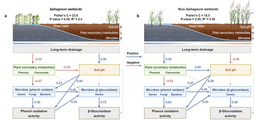 【embargo until Aug. 15  22:00】Plant–microbe interactions underpin contrasting enzymatic responses to wetland drainage