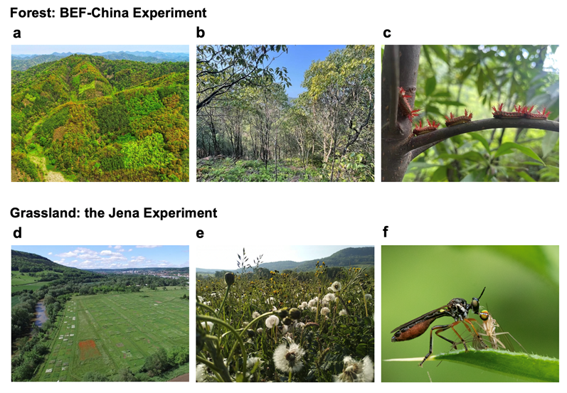 Plant Diversity Enhances Ecosystem Multifunctionality via Multitrophic Diversity