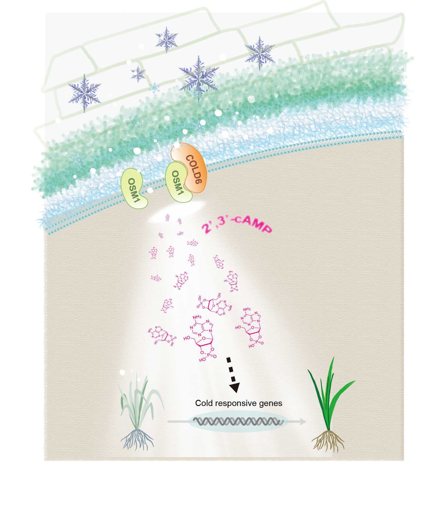 Scientists Uncover New Mechanism in Plant Cold Sensing