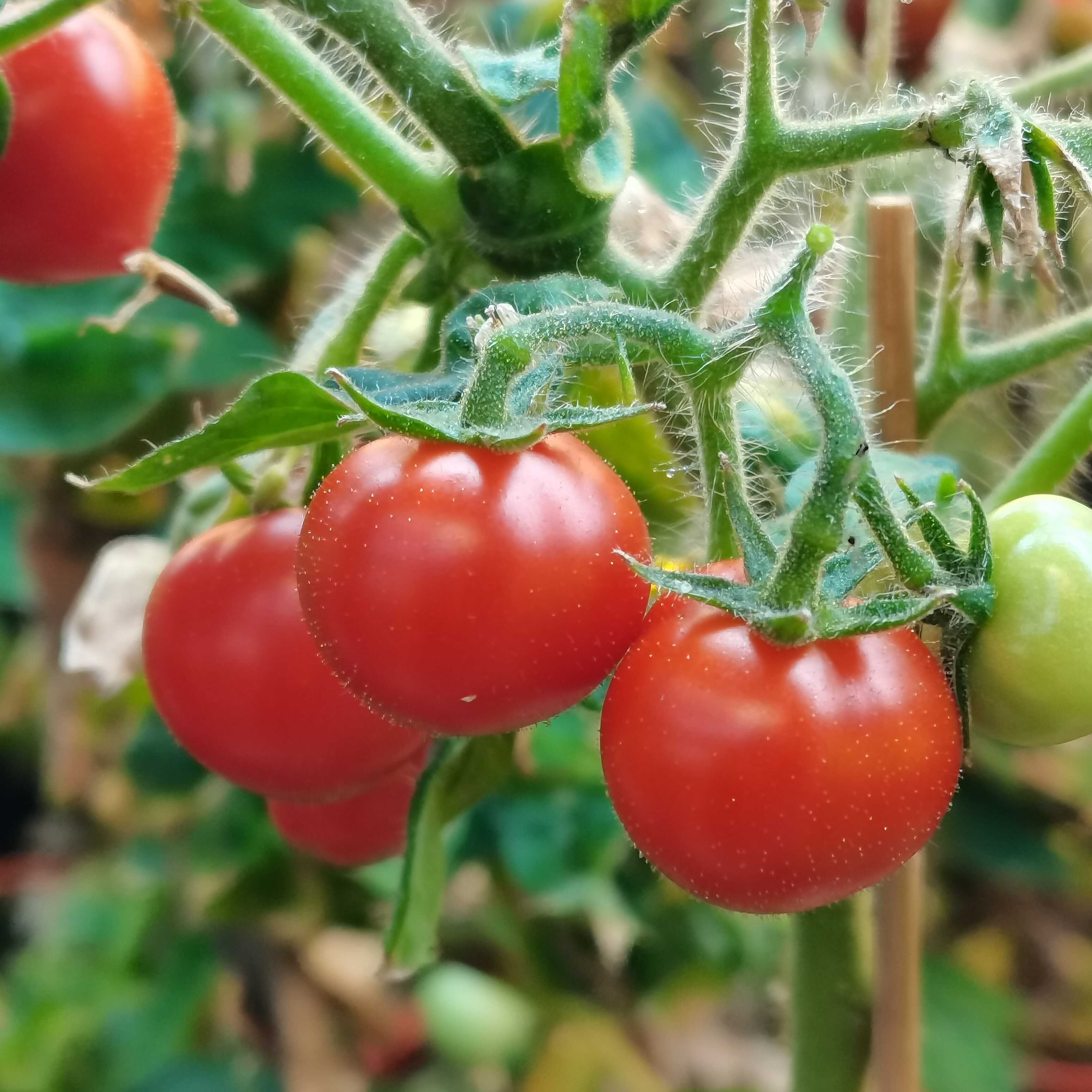 Hydrogen Peroxide and the Mystery of Fruit Ripening:  