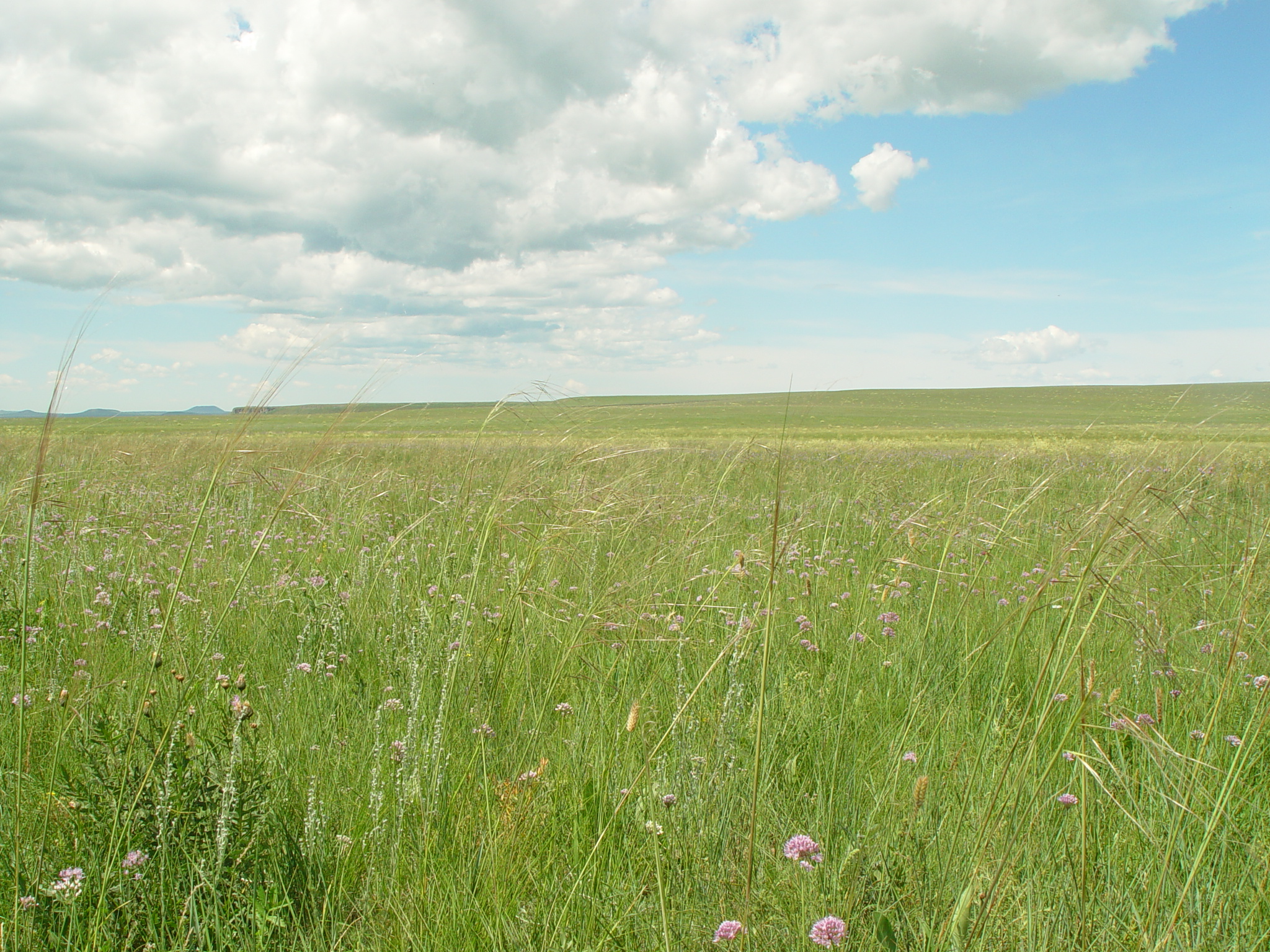 Fungal Allies: The Hidden Key to Soil Carbon Storage in Grasslands