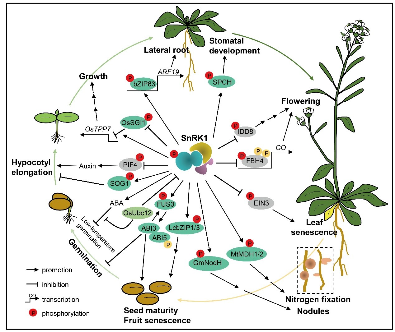 Review Reveals SnRK1 as a Central Energy Hub Regulating Plant Stress Resistance and Development