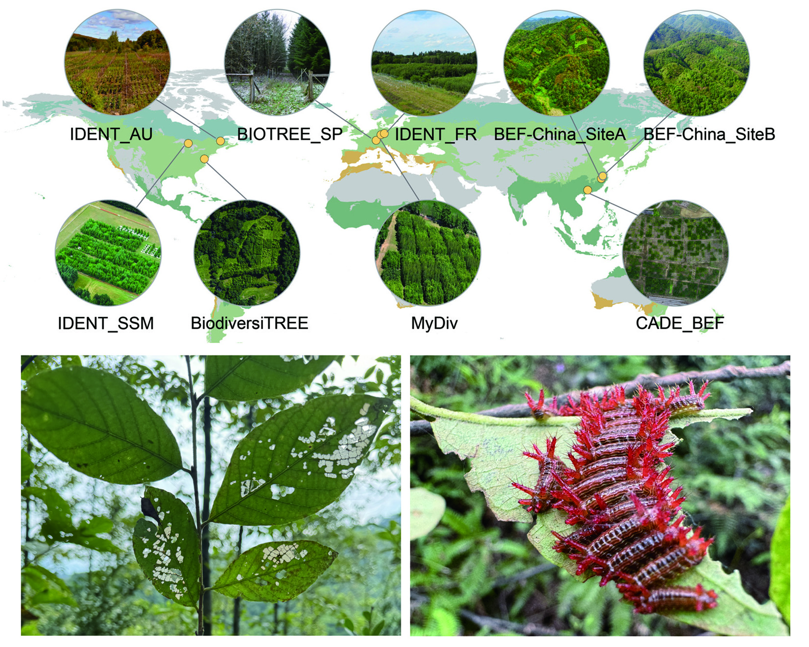 The Tree Growth-Herbivory Relationship Depends on Functional Traits Across Forest Biodiversity Experiments