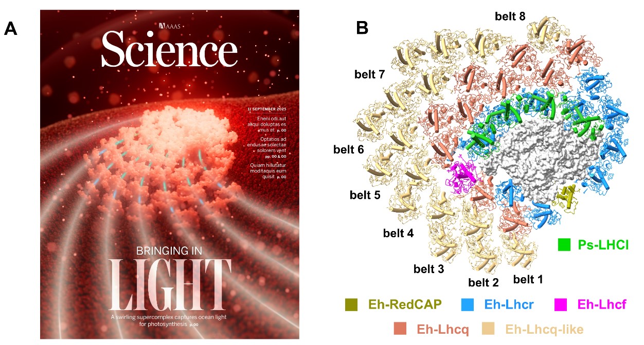 Researchers Reveal Molecular Assembly and Efficient Light Harvesting of Largest Eukaryotic Photosystem Complex