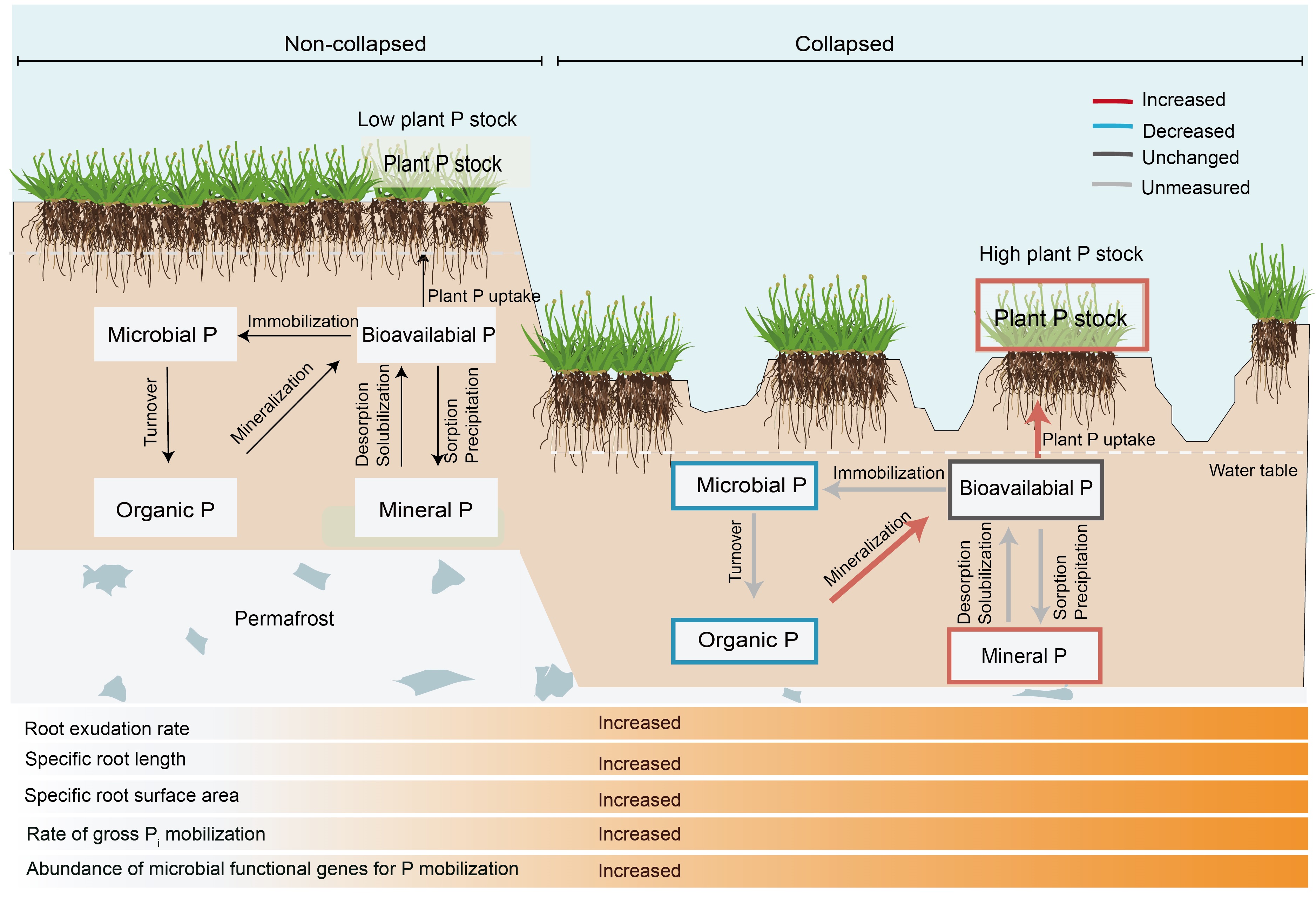 Abrupt Permafrost Thaw Accelerates Soil Phosphorus Cycling, Potentially Offsetting Carbon Release